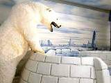 enter the IGLOO