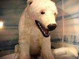polar bear watching