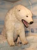 polar bear with spy cam